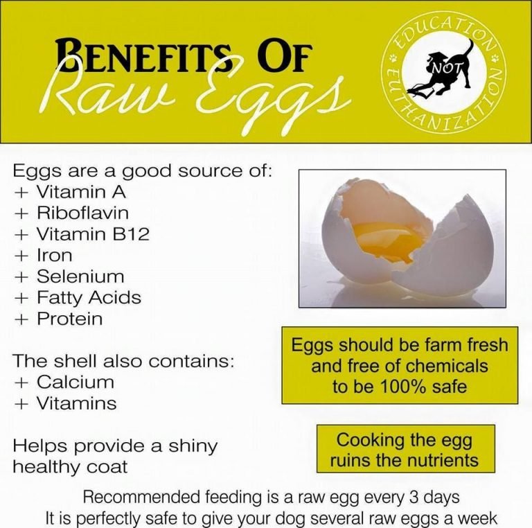 Can I Crack A Raw Egg In My Dog