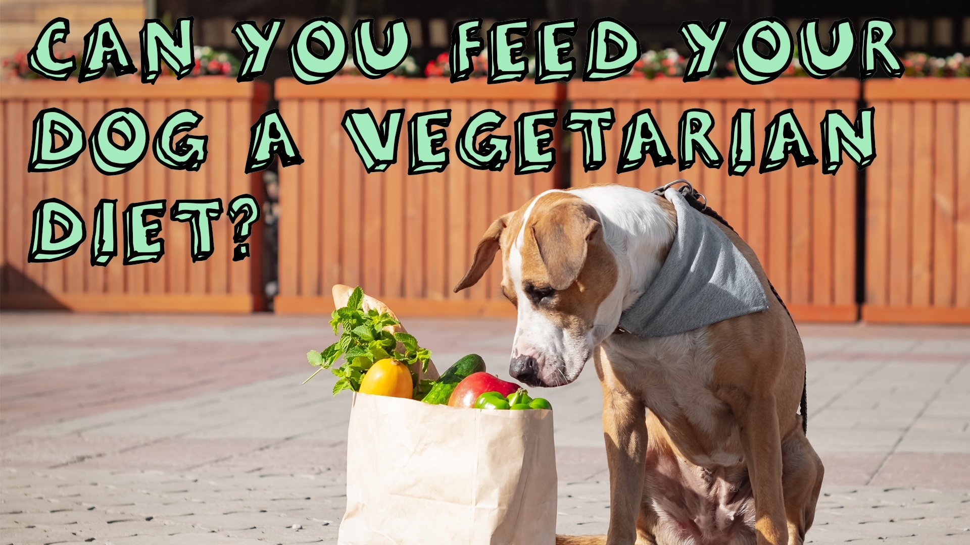 Can I Feed My Dog a Vegetarian Diet?