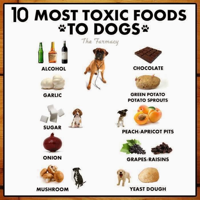 Cinnamon the Traveling Coonhound: 10 Most Toxic Foods to Dogs