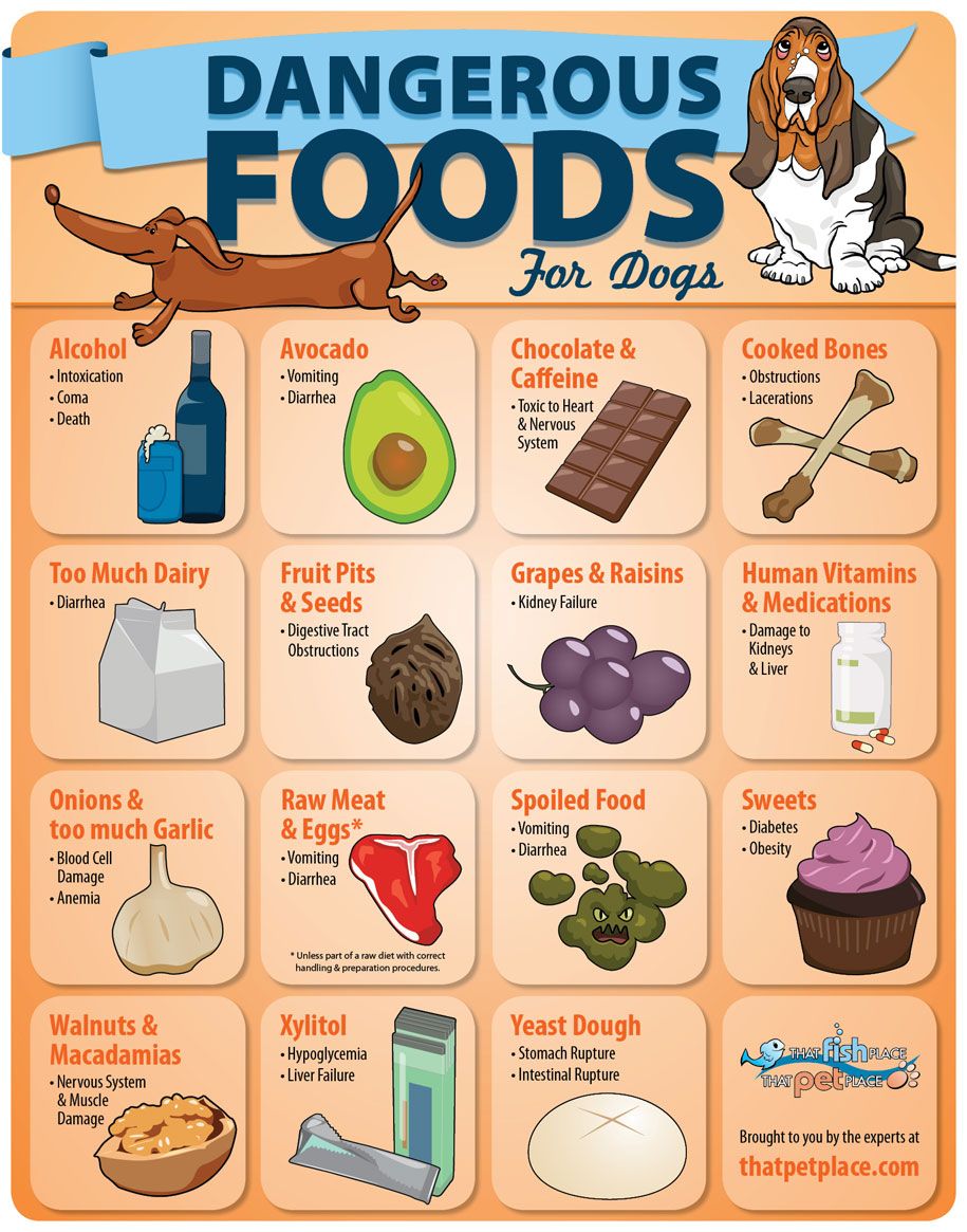 Dangerous Foods for Dogs (infographic)