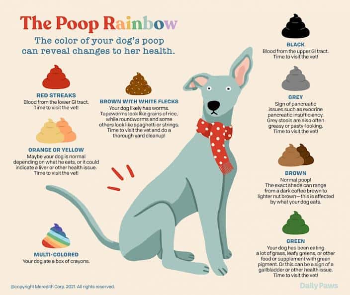 Diarrhea in Dogs: What Your Pup