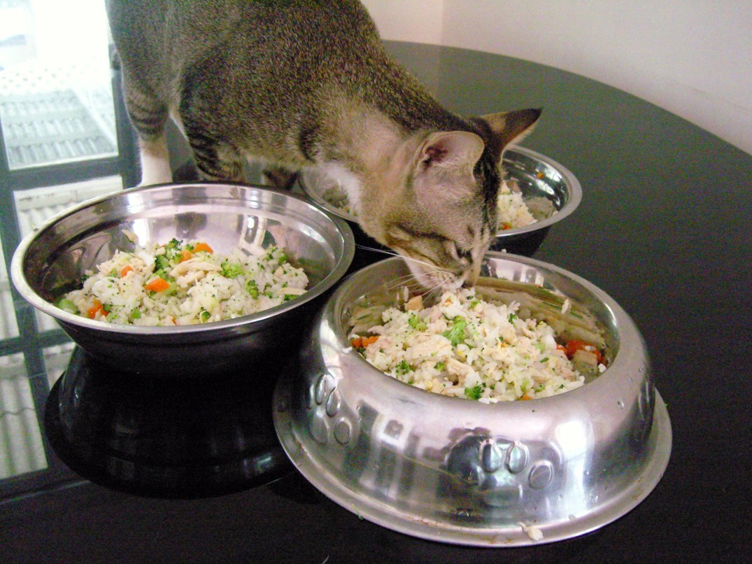 DIY: Healthy Homemade Cat Food Recipes