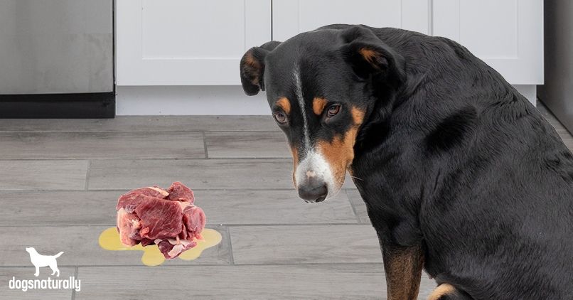 DIY Solutions To Stop Your Dog Throwing Up Undigested Food ...