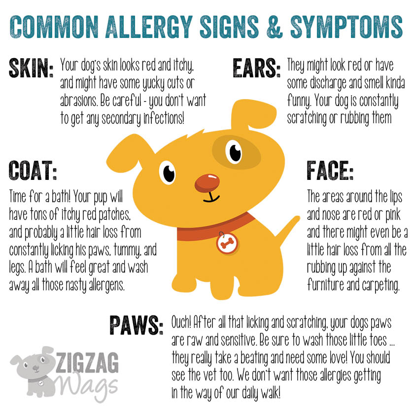 Dog Allergies are the WORST! Â» ZigZag Wags