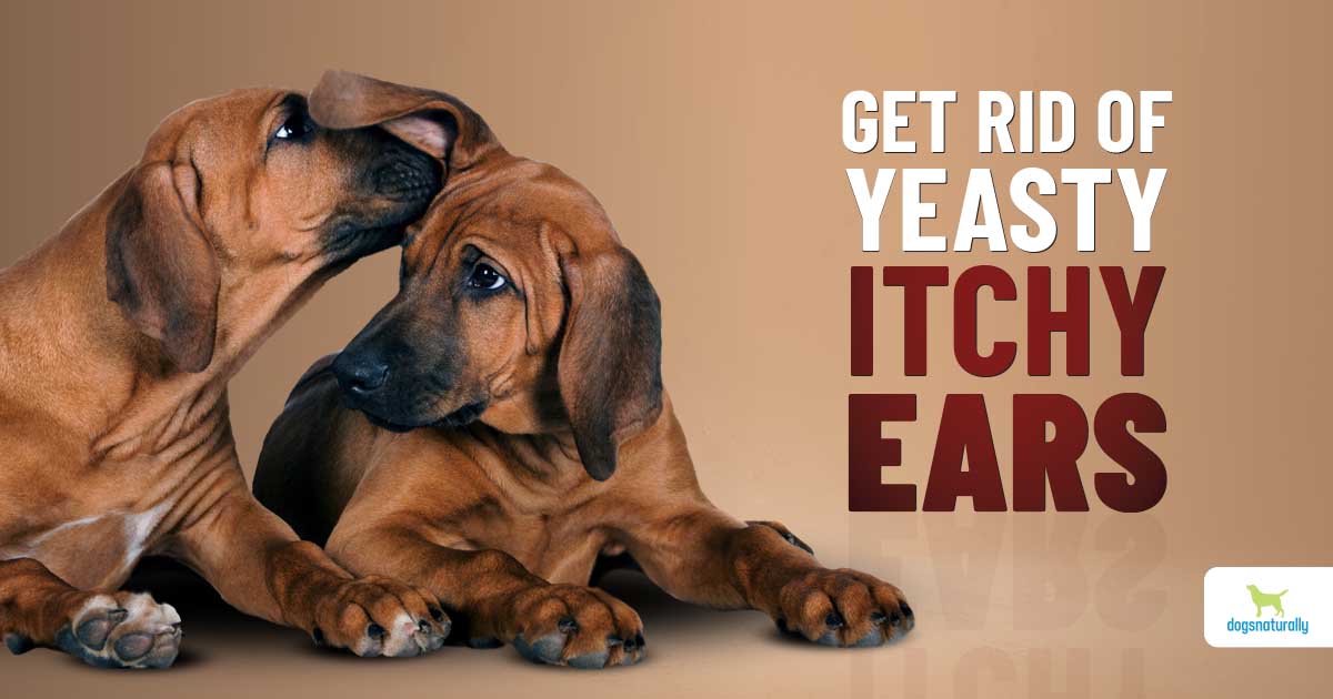 Dog Ear Yeast Infections: Causes and Solutions