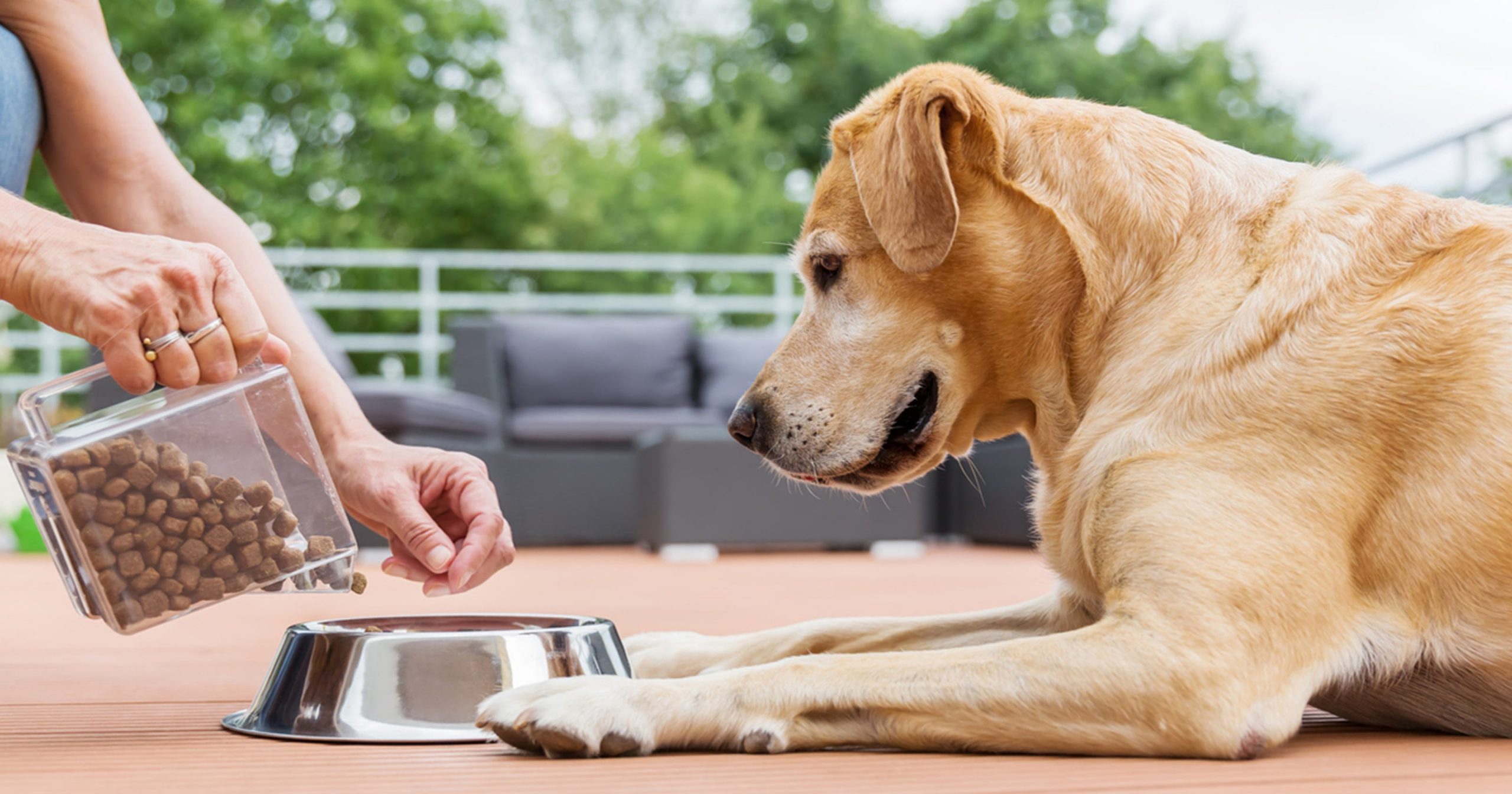 Dog heart disease: FDA finds potential link to 16 brands ...