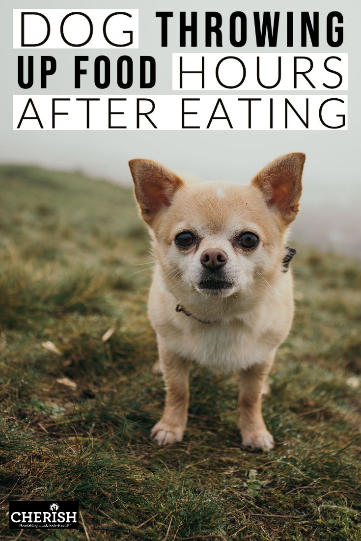 Dog Throwing Up Food Hours After Eating in 2020