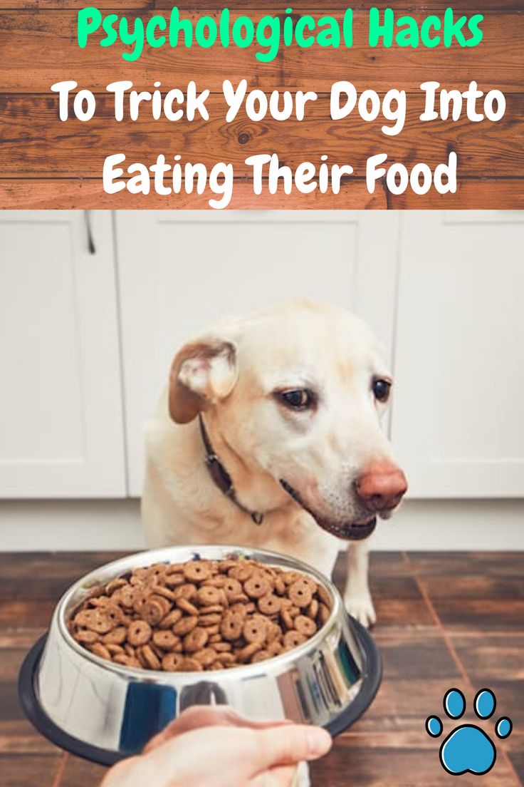 Why Wont My Dog Eat His Food Dog Food Talk