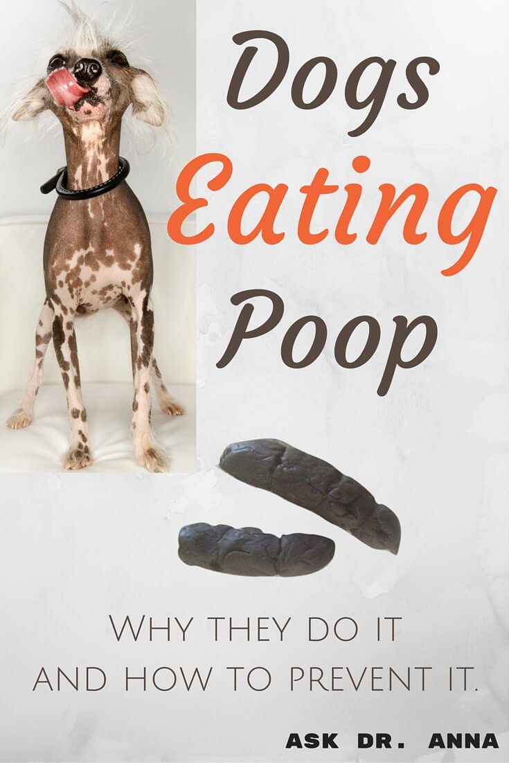 Dogs Eating Poop: Why They Do It And How To Prevent It ...