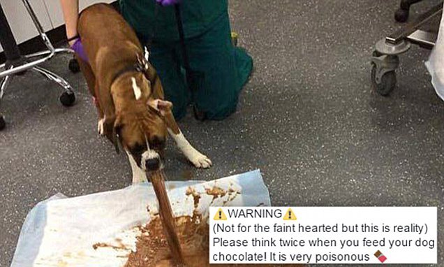 Drumahoe Vets shares dog vomiting after eating chocolate ...