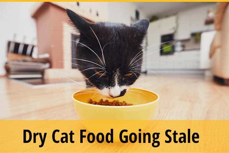 Dry Cat Food Going Stale