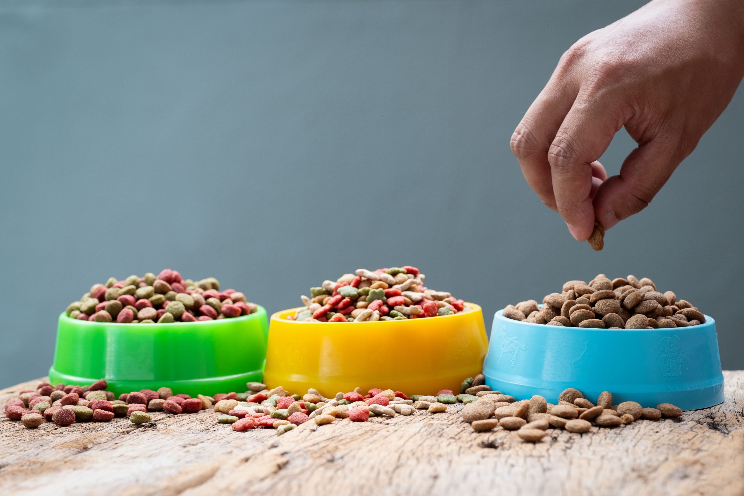Dry Dog Food: What to Look For and What to Avoid When Buying