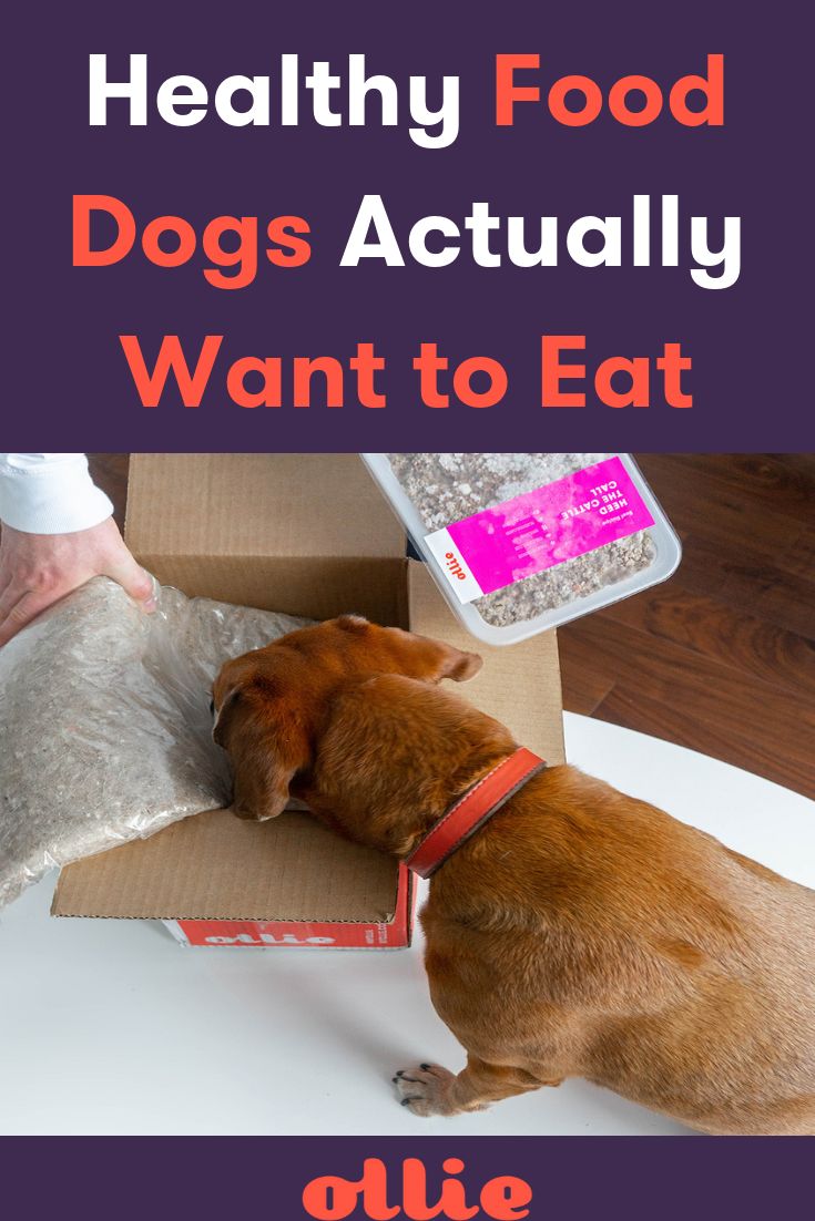 Feeding your dog healthy and wholesome food is one of the ...