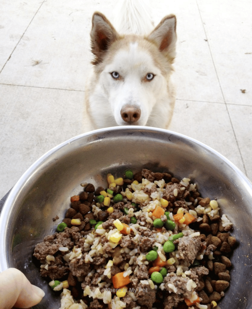 Follow us to see more Husky Dog Food Tips #husky #huskyfood # ...