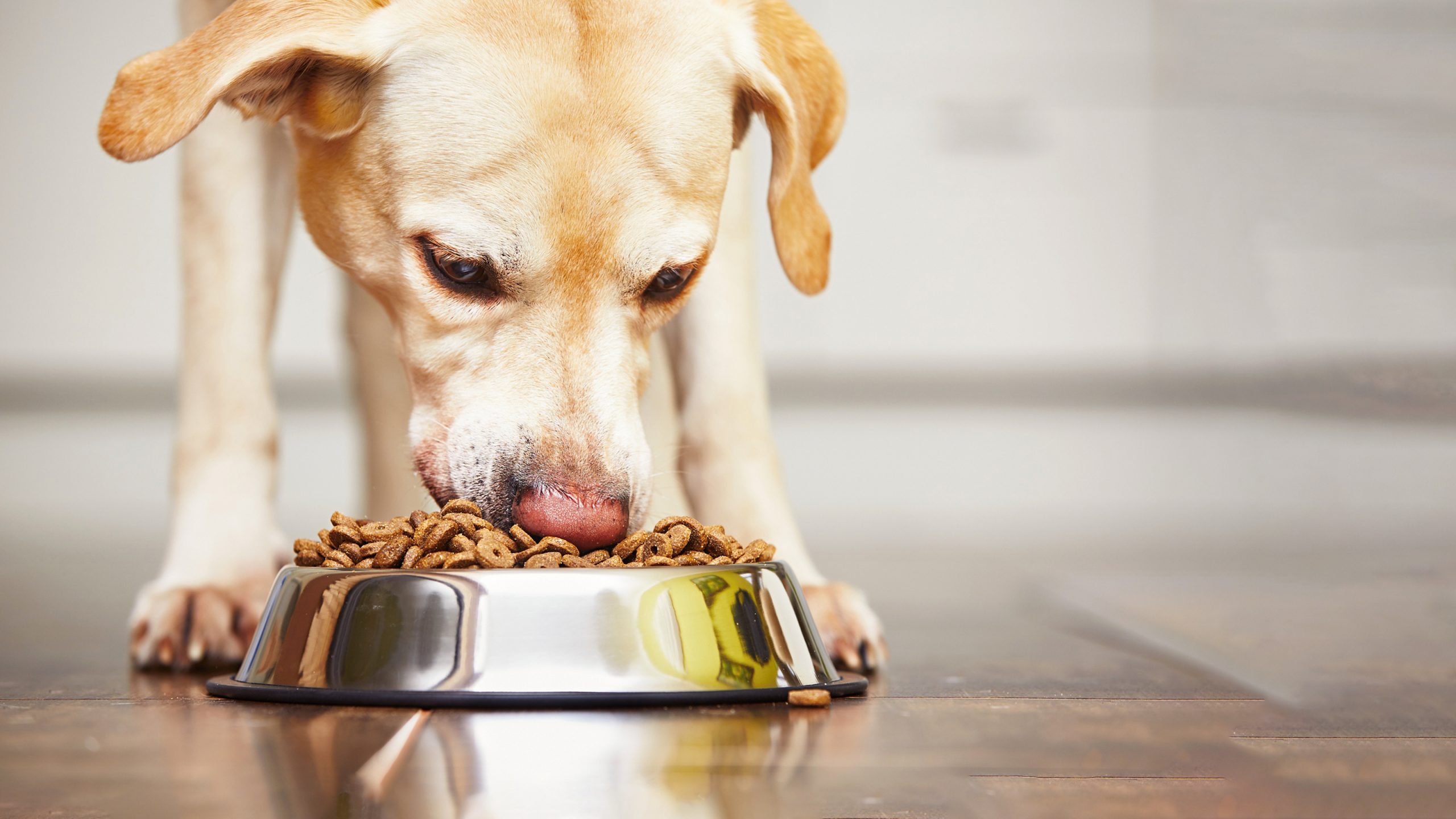 Food Guarding in Dogs