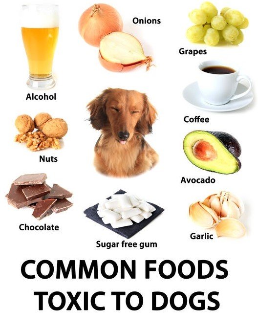 Foods Dogs Should Not Eat