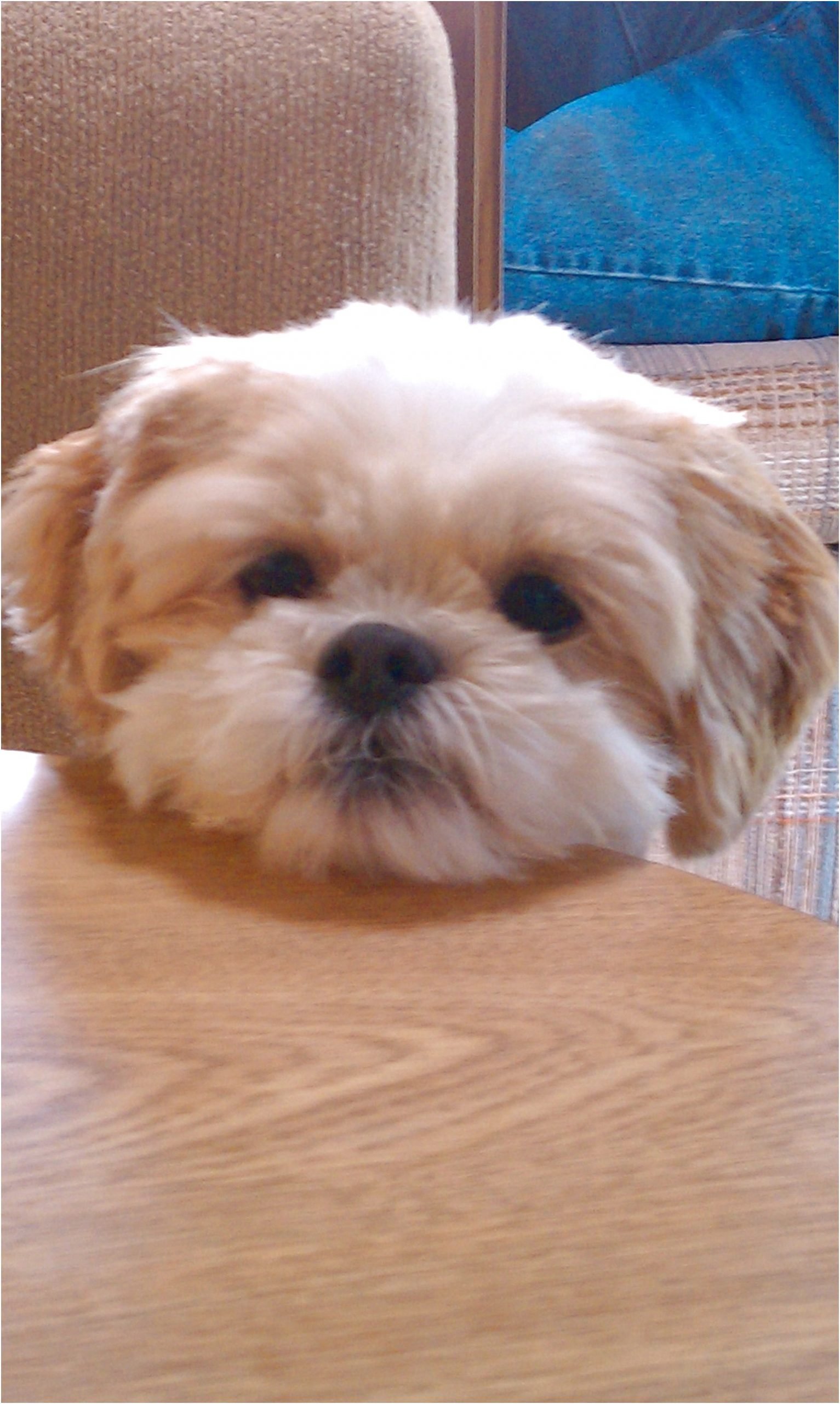 foods shih tzus cant eat