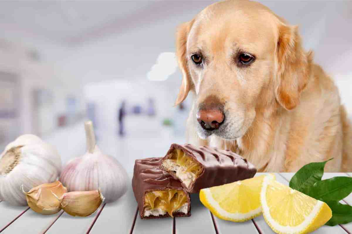Foods that should not be given to dogs