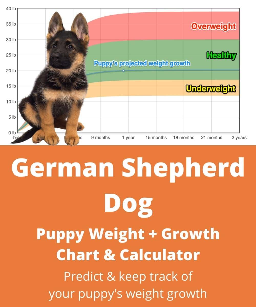 German Shepherd Dog Weight+Growth Chart 2021