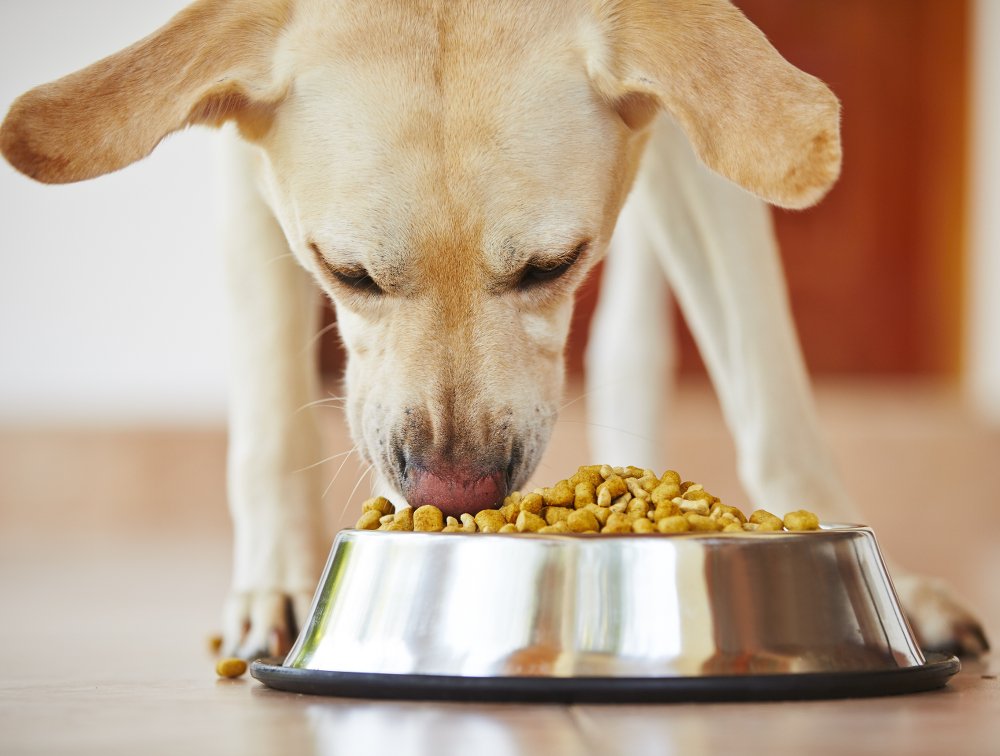 Greedy Labrador? How to slow down your dogs eating speed