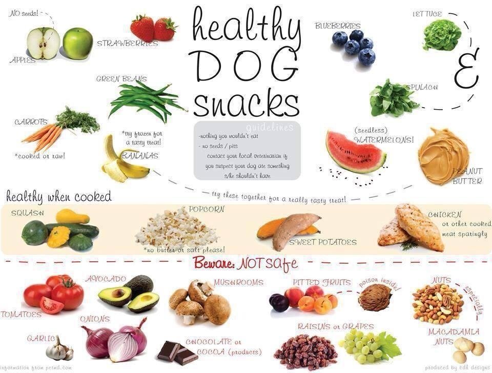 [Health] Healthy Human Foods That Your Dog Can Snack On ...