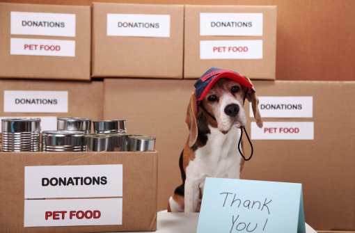 Helping Homeless Dogs Stock Photo