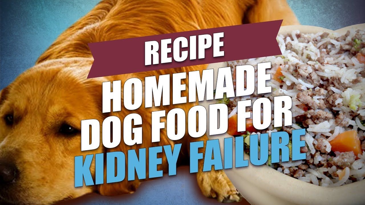 Homemade Dog Food for Kidney Failure Recipe (Healthy and ...