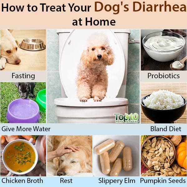 Homemade Dog Food To Treat Diarrhea