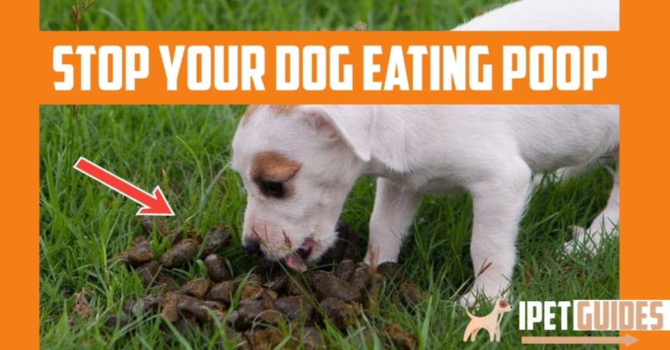 How Do I Stop My Dog From Eating Poop Naturally? [SOLUTION]