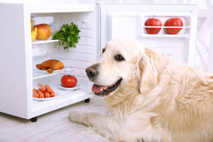 How Long Do Labs Live? Know How to Keep Your Dog Healthy ...