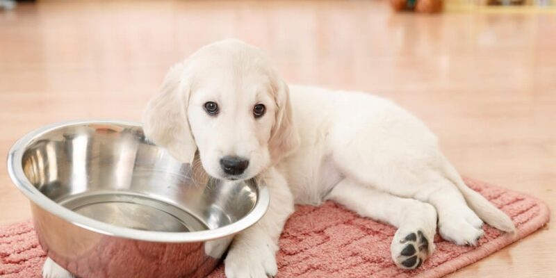 How Long Does Wet Dog Food Last All You Need To Know ...