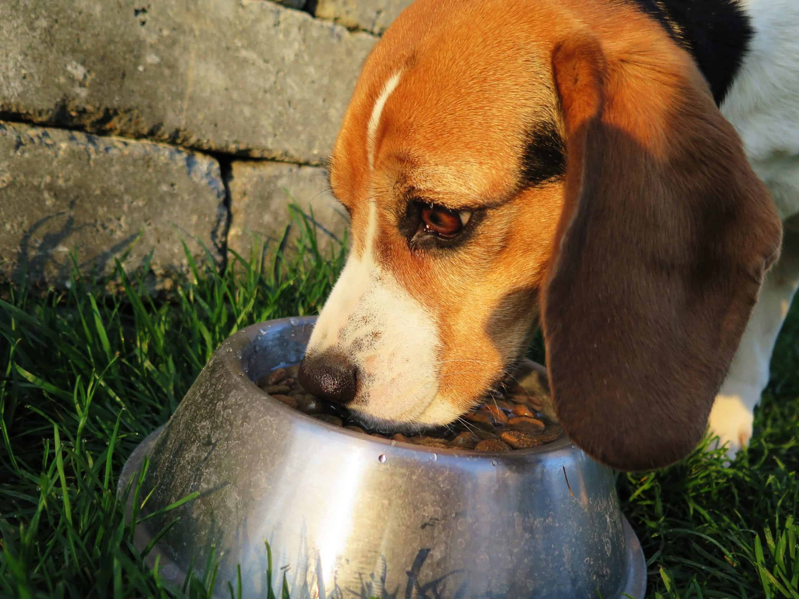 How Long is Dry Dog Food Good for? 10 Things You Need to ...