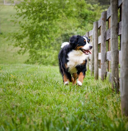 How Long To Keep Bernese Mountain Dog On Puppy Food ...