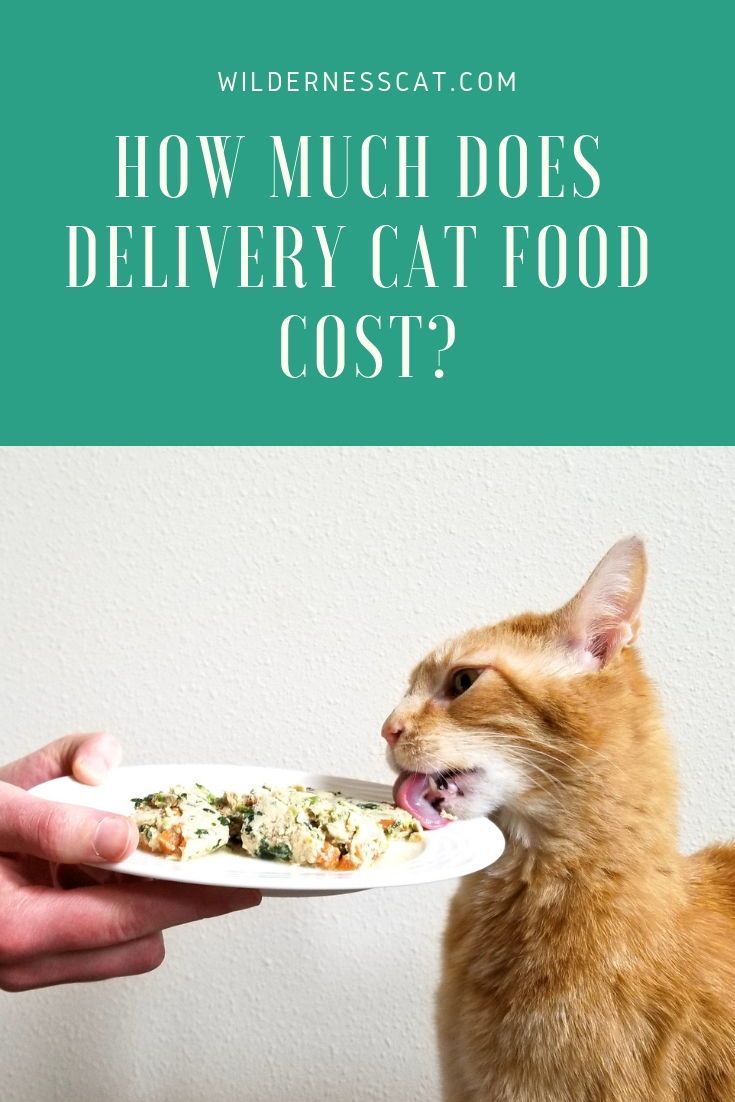 How Much Does Ollie Dog Food Cost