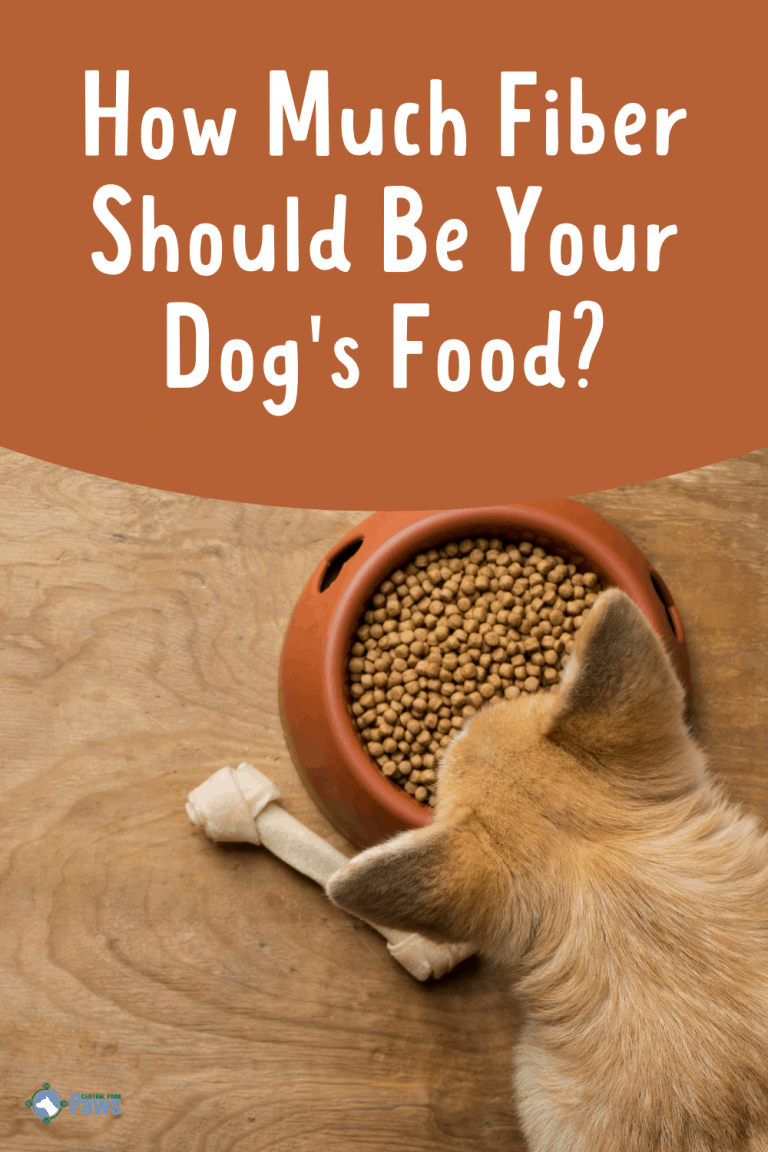 How Much Fiber Should Be in Dog Food? Is Your Dog Getting Enough?