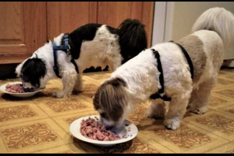 How Much Food Does a Shih Tzu Eat Each Day