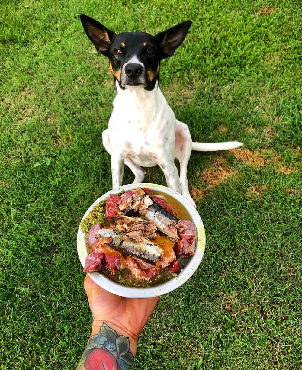 How Much Food Should I Feed My Dog on a Raw Diet?