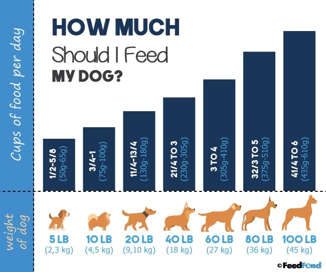 How Much Kibble To Feed Lab Puppy