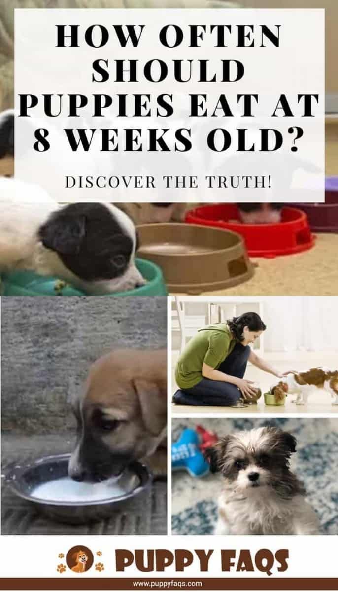 How Often Should Puppies Eat at 8 Weeks Old? Discover the ...