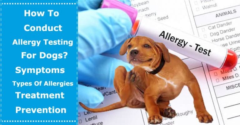 How To Conduct Allergy Testing For Dogs? Symptoms &  Types ...