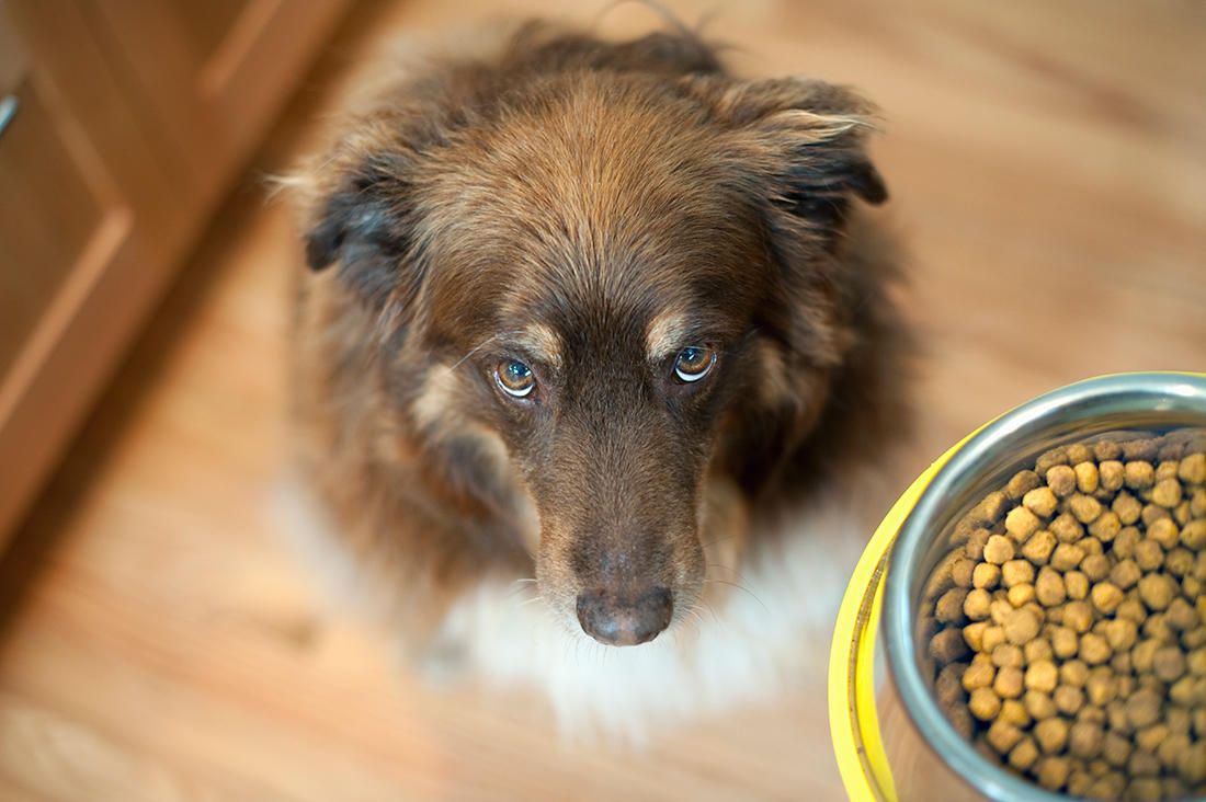 How to curb food aggression in dogs