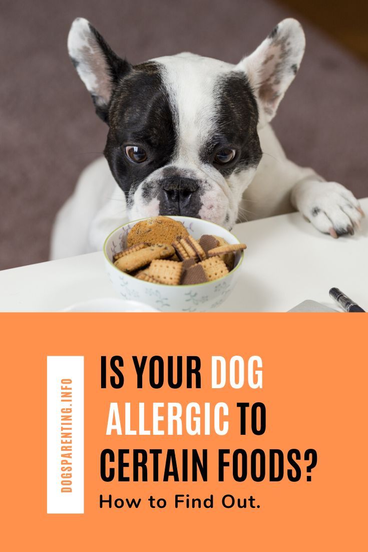 How to Find Out If Your Dog Is Allergic to Certain Foods ...