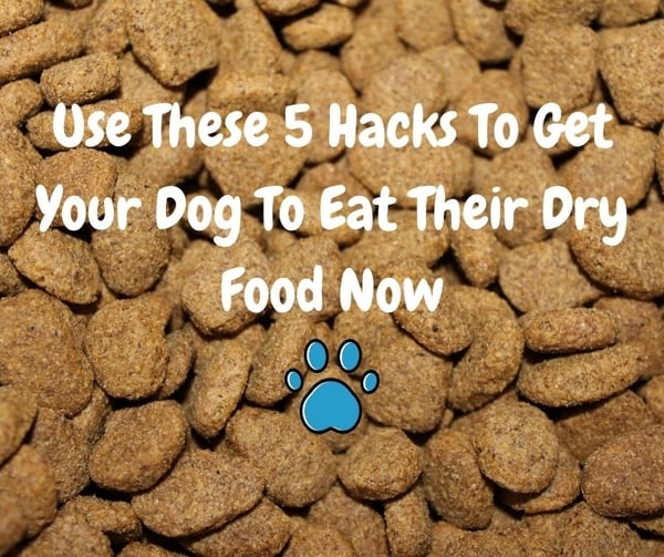 How To Get A Dog To Eat Dry Food