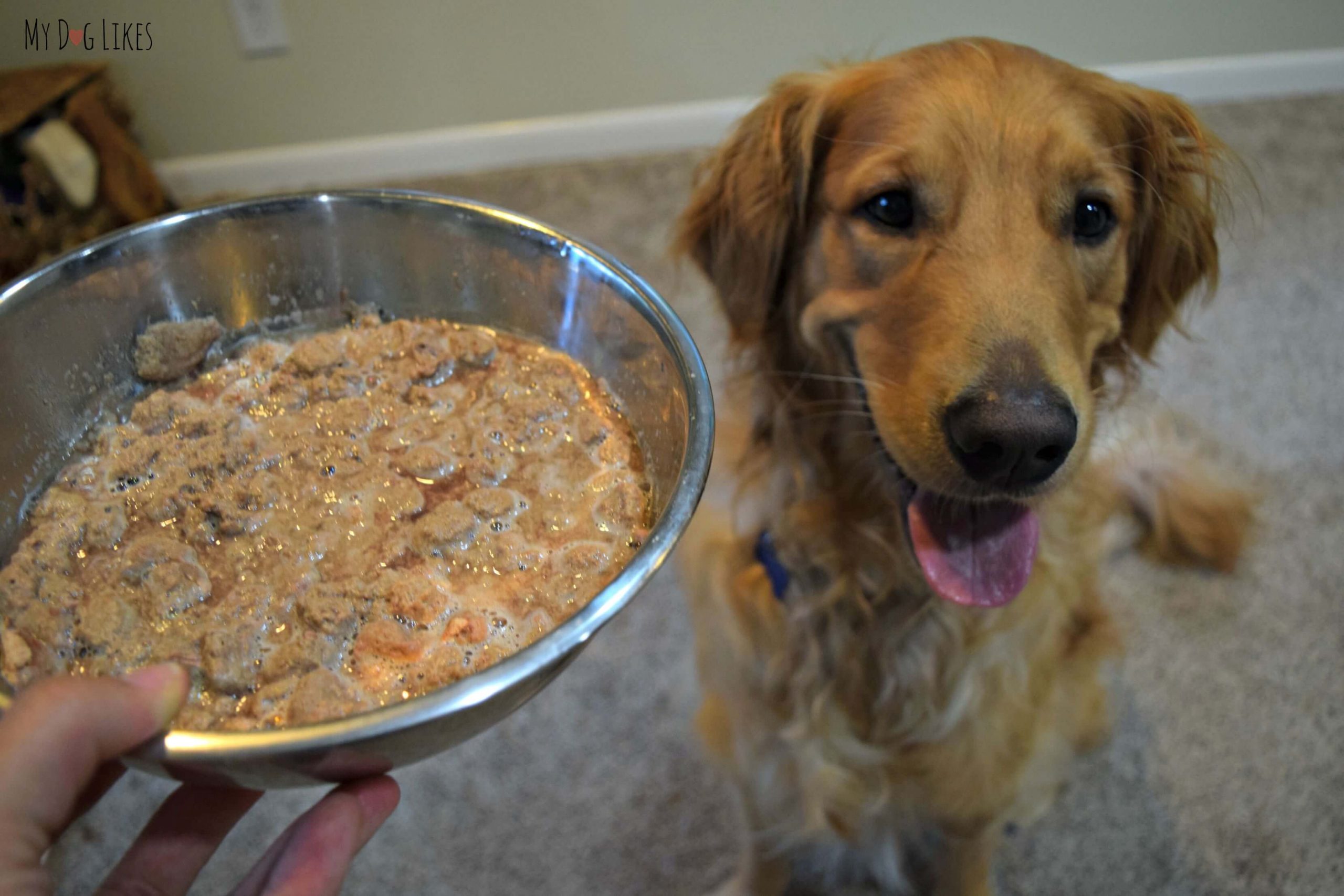 How to Get a Picky Dog to Eat