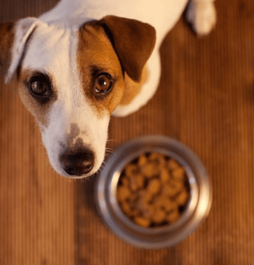 How To Get My Dog Eat Dry Food Again