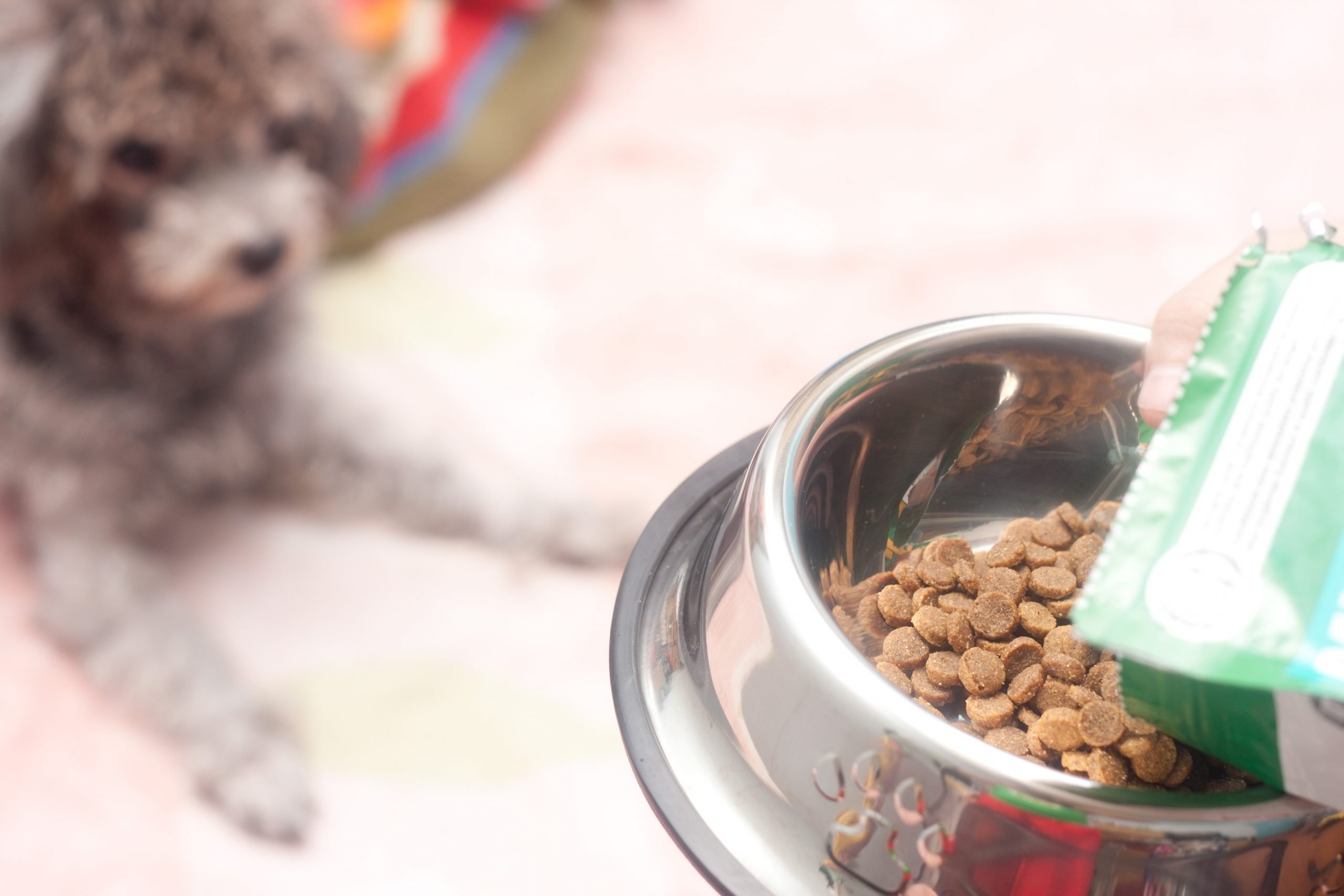 How to Get Your Dog to Eat the Dog Food It Does Not Like ...