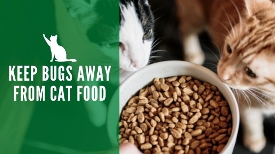 How to Keep Bugs Away From Cat Food: Pet Safe Strategies ...