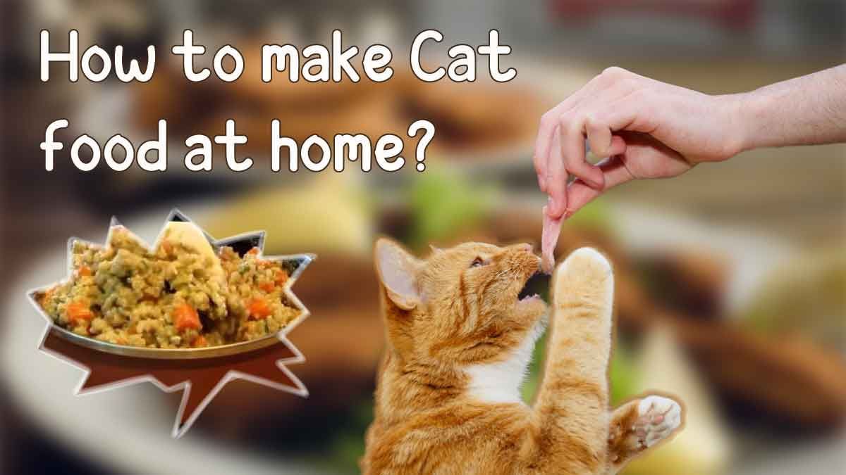 How to make cat food at home (2020 Updated)? MyPetGuides ...