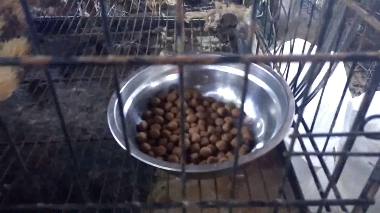 how to make dog eat kibble , solution to dog refuse to eat ...