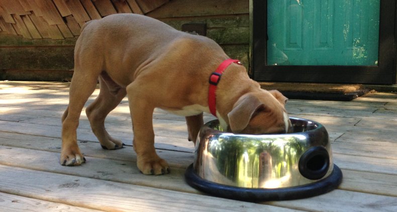 How to Stop Dog Food Aggression From Developing
